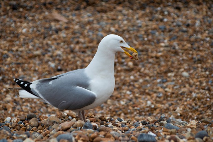 seagull.jpg